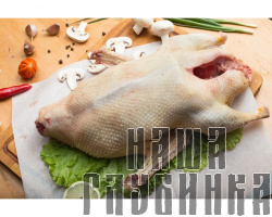 Домашний гусь