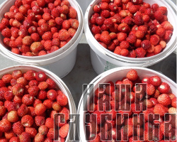 Лесная земляника