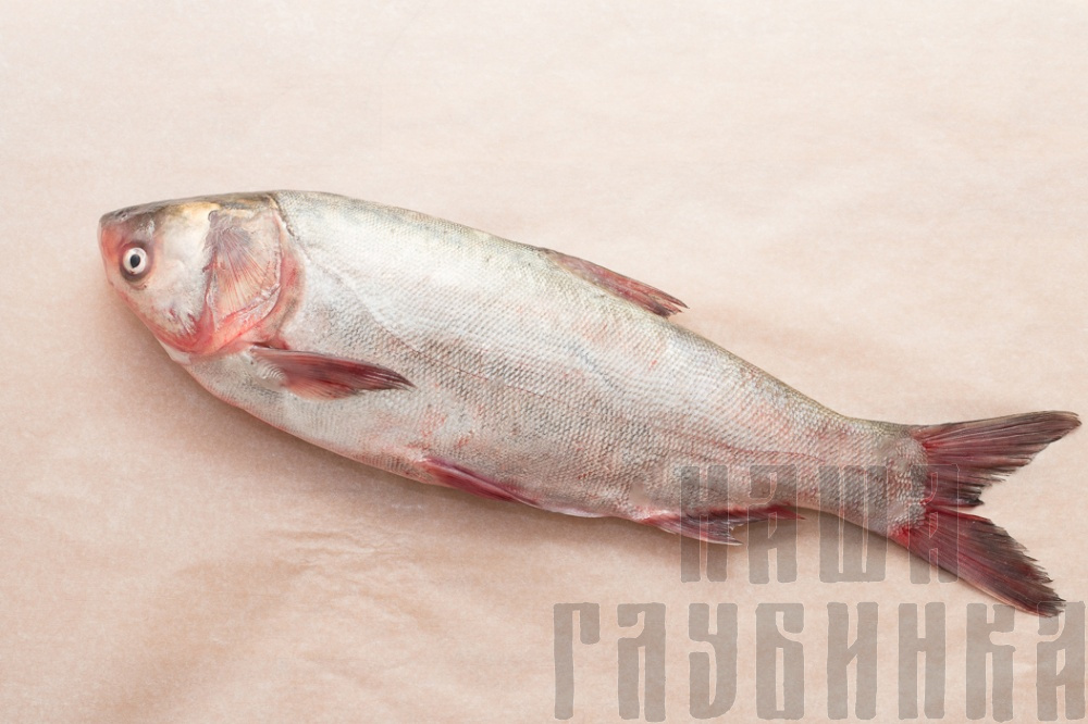 Толстолобик купить в Москве с доставкой на дом в магазине "Наша глубинка".