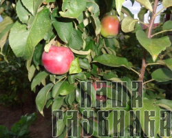 Яблочки прямо с ветки