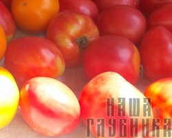 Огородные помидоры