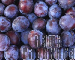 Слива садовая