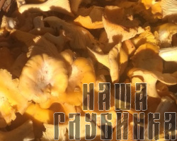 Грибы лисички