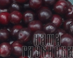 Огородная вишня