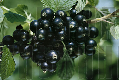 Чёрная смородина
