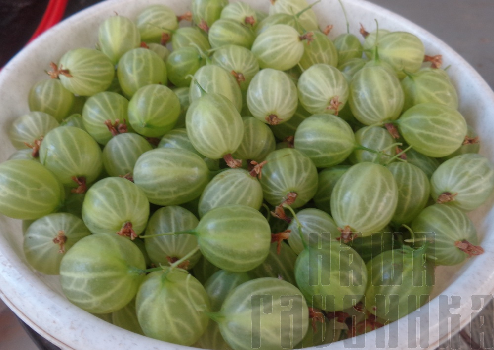 Купить крыжовник свежий цена в Москве за ягоды