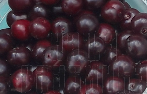 Вишню купить ягоды с доставкой на дом. Цены на свежую вишню в Москве