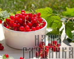 Красная смородина